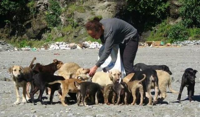 Taş Ocağındaki Yavru Köpekler Için Seferber Oldular