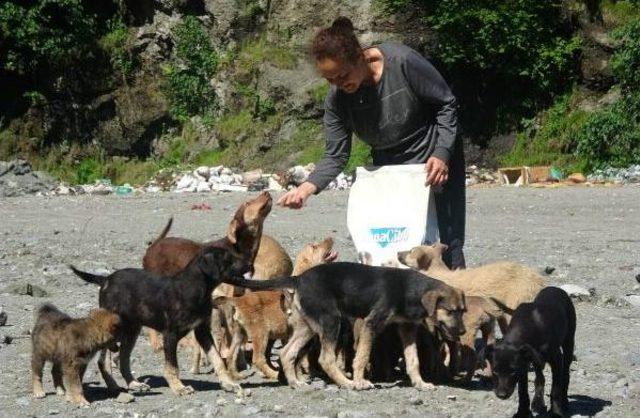 Taş Ocağındaki Yavru Köpekler Için Seferber Oldular