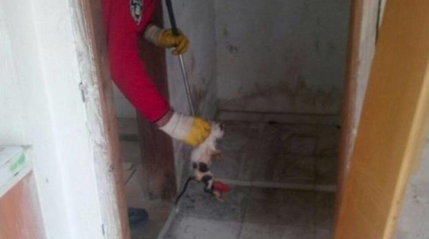 Tuvalet Deliğine D&uuml;şen Kedileri İtfaiye Ekipleri Kurtardı