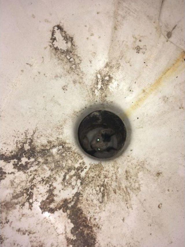 Tuvalet Deliğine Düşen Kedileri İtfaiye Ekipleri Kurtardı 1