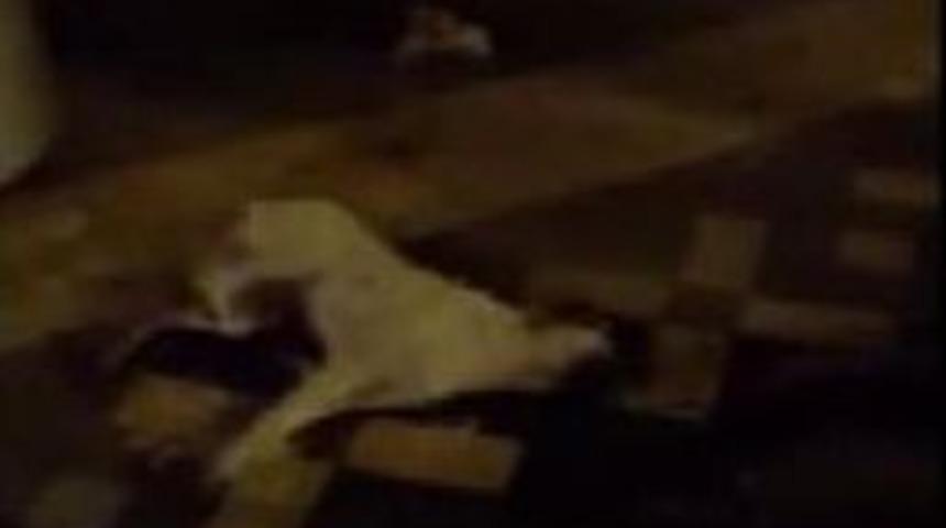 Zehirlendiği Iddia Edilen K&ouml;pek Telef Oldu