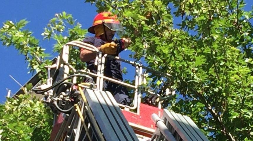 İtfaiyeden Kirpi Ve Karga Kurtarma Operasyonu