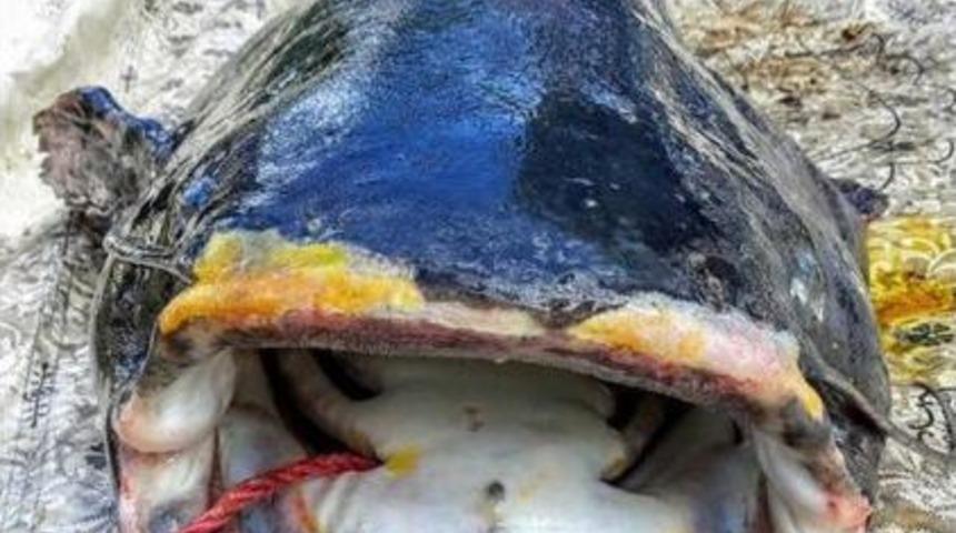 İznik G&ouml;l&uuml;'nde 1.7 Metre Yayın Balığı Yakalandı