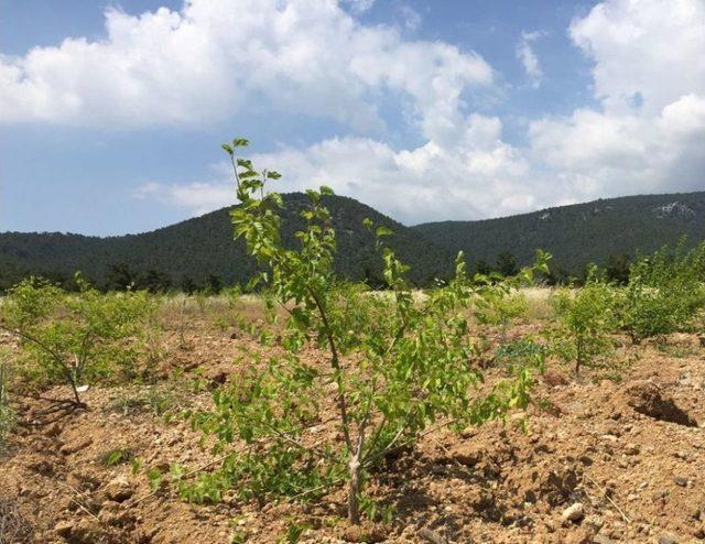 Moloz Deposuydu, Kent Ormanı Oluyor 1