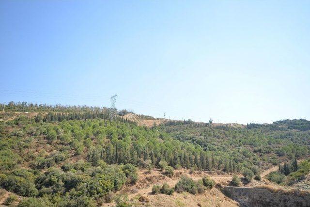 Moloz Deposuydu, Kent Ormanı Oluyor 2