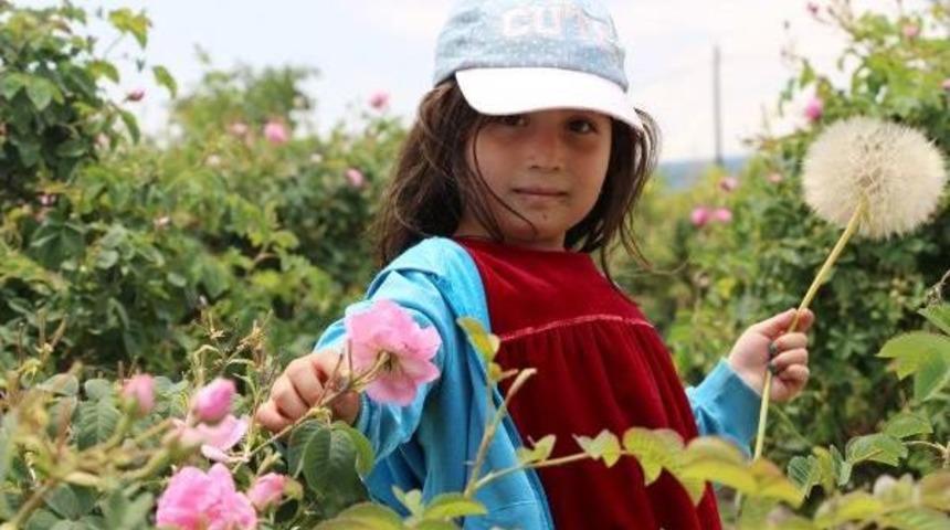 Isparta'da 8 Bin Ton G&uuml;l &Ccedil;i&ccedil;eği Rekoltesi Bekleniyor