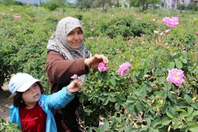 Isparta'da 8 Bin Ton Gül Çiçeği Rekoltesi Bekleniyor