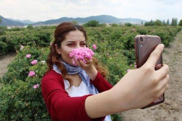 Isparta'da 8 Bin Ton Gül Çiçeği Rekoltesi Bekleniyor