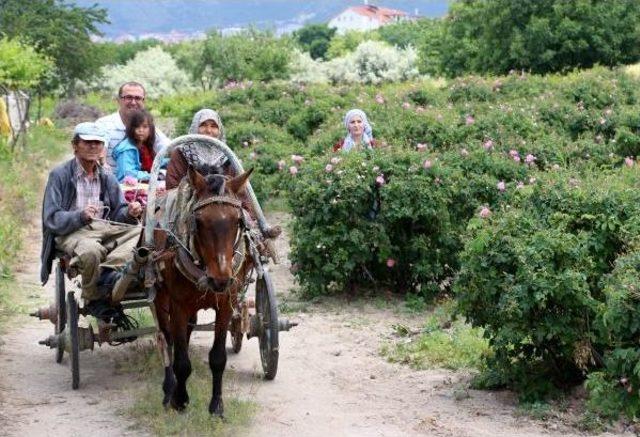 Isparta'da 8 Bin Ton Gül Çiçeği Rekoltesi Bekleniyor