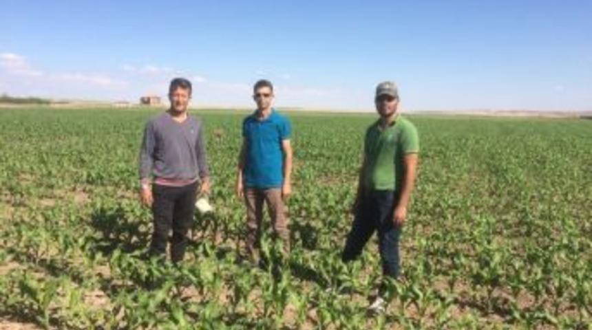 Kulu&rsquo;da Bin 300 Dekarlık Alanda Silaj Mısırı Kontrol&uuml;