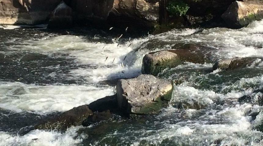 U&ccedil;an Balıkların G&ouml;&ccedil;&uuml; Sona Eriyor