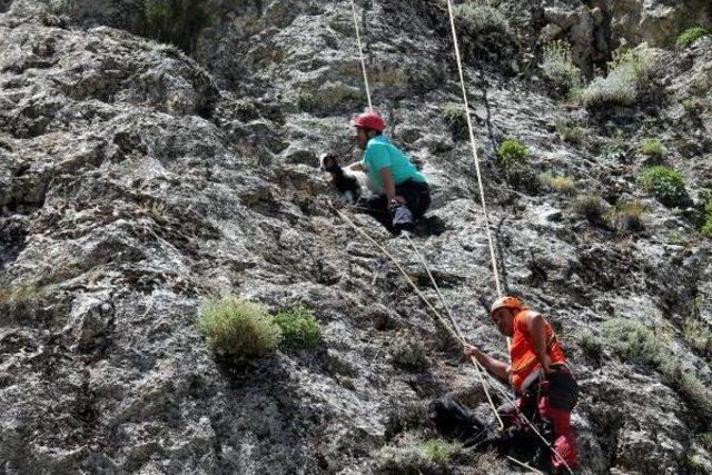 Kayalıkta Mahsur Kalan 11 Keçi Kurtarıldı