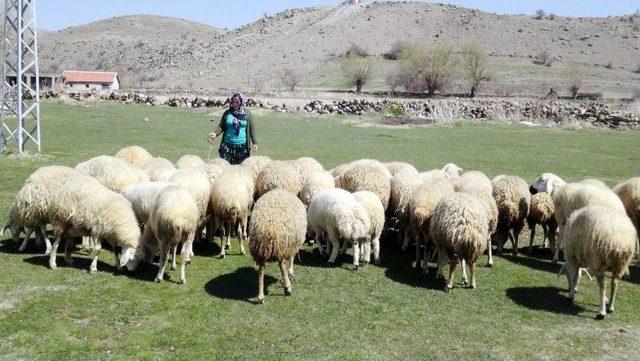 4 Bin Lira Maaşla Çoban Bulunamıyor