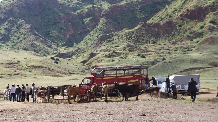 Pazarda Hayvan Var, Alıcı Yok