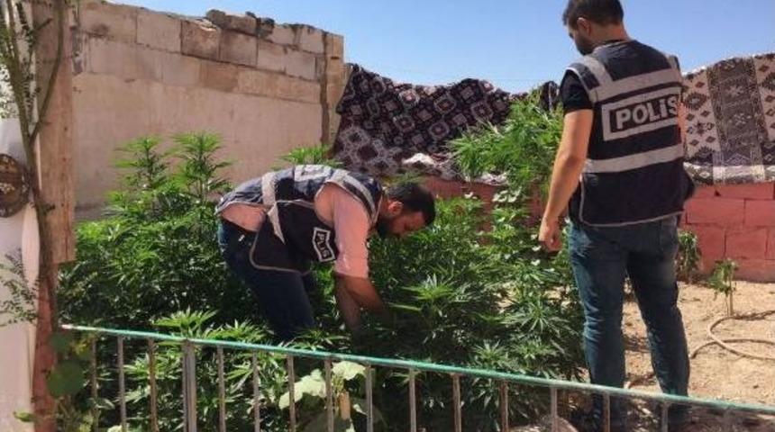 Evin Damına Ekilen 90 K&ouml;k Hintkenevirine 2 G&ouml;zaltı