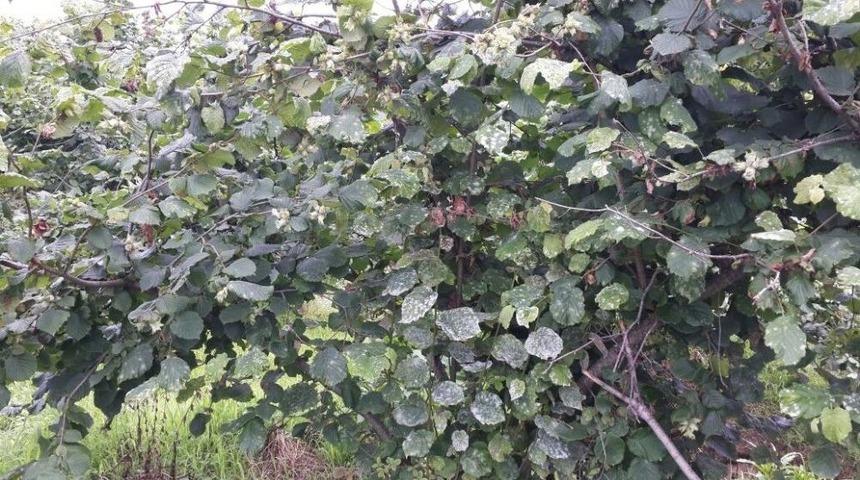 Fındıkta K&uuml;lleme Hastalığı Hızla Yayılıyor