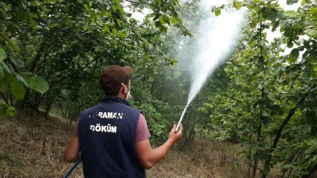 Fındıkta Külleme Hastalığı Hızla Yayılıyor