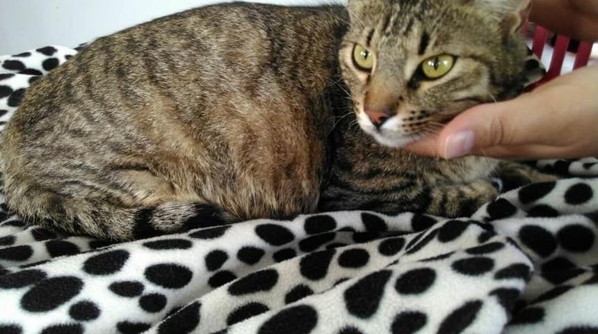 Doğum Yapmakta Zorlanan Kedi Sezaryenle Ameliyat Oldu