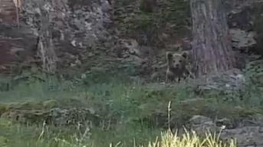 Balık Tutarken Ayı İle Karşılaştılar