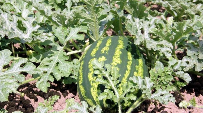 &rsquo;baldan Tatlı&rsquo; Karpuz Geliyor