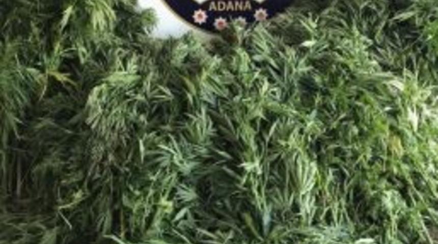 Polis Kazma K&uuml;rekle &Ccedil;alışıp, Tarladan Hint Keneviri S&ouml;kt&uuml;