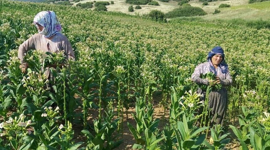 &Ouml;demiş&rsquo;te Son T&uuml;t&uuml;nc&uuml;ler