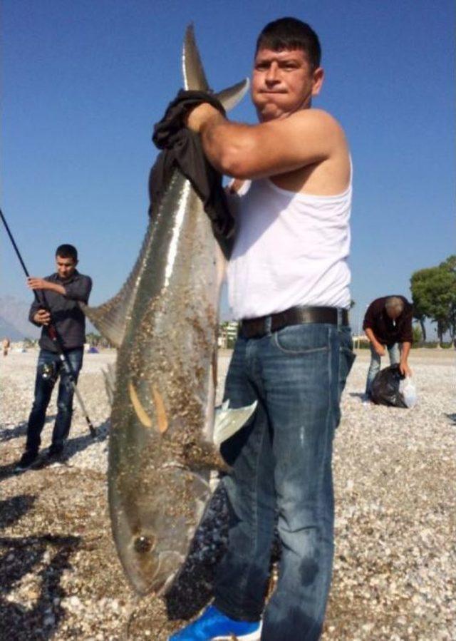 Yakaladıkları 30 Kiloluk Balığı Denize Bıraktılar 1