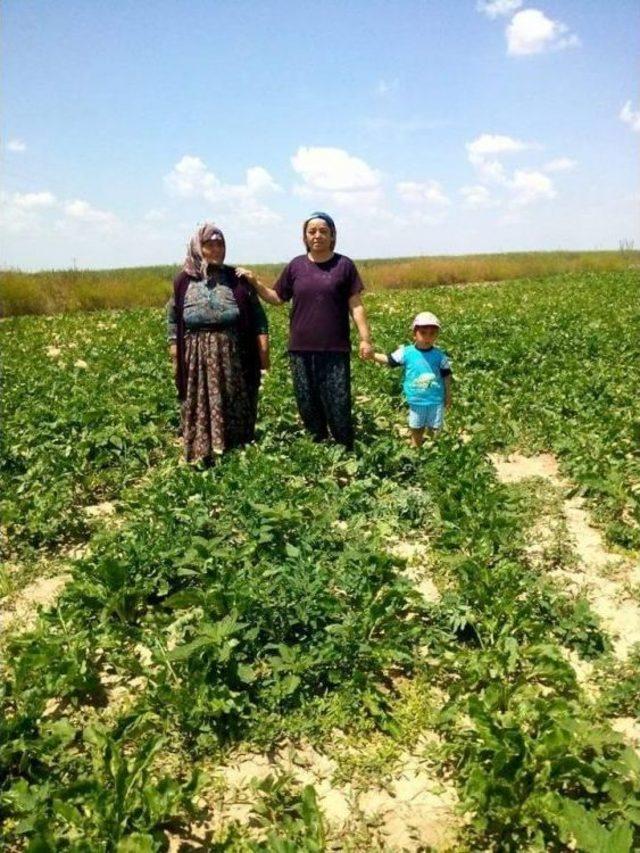 Tarladan Şairliğe Giden Yol 1