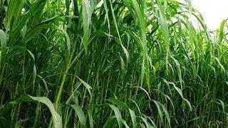 Büyükşehir’den Çiftçilere Yem Bitkileri Üretimi Desteği