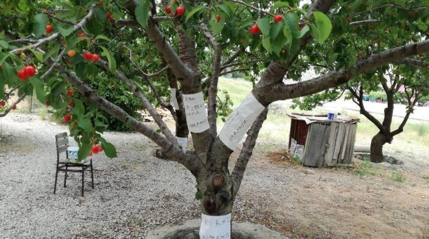 Kiraz Hırsızlığına Karşı İlgin&ccedil; Y&ouml;ntem