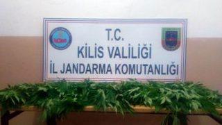 Polateli’nde 80 Kök Hint Keneviri Yakalandı