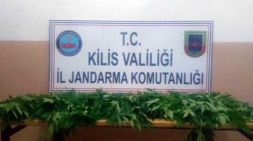 Polateli’nde 80 Kök Hint Keneviri Yakalandı