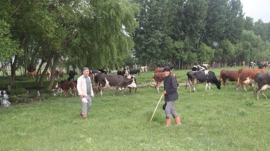 Suriyeli Kardeşler Aslanapa&rsquo;da &Ccedil;obanlık Yapıyor