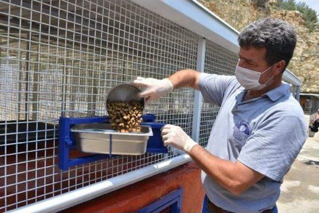 Saldırgan Köpekler Için Özel Padok