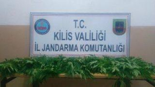 Polateli'de 80 Kök Hintkeneviri Ele Geçirildi