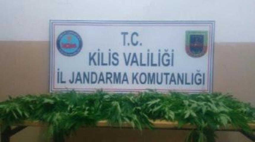 Polateli'de 80 Kök Hintkeneviri Ele Geçirildi