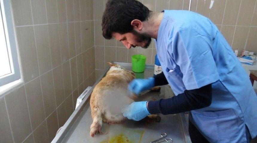 Kazada Yaralanan K&ouml;pek Tedavi Altına Alındı