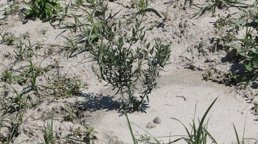 Zeytin Fidanları Boy Verdi Sıra Mahsulde