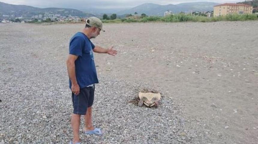 Alanya'da Caretta Caretta Katliamı Iddiası