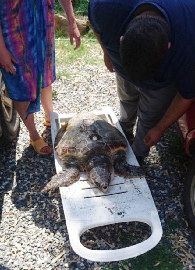 Alanya da Caretta Caretta Katliamı Iddiası 1