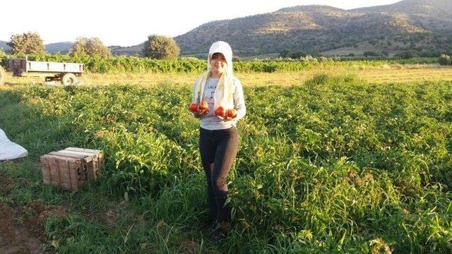 Yerli Domateste Hasat Sevinci