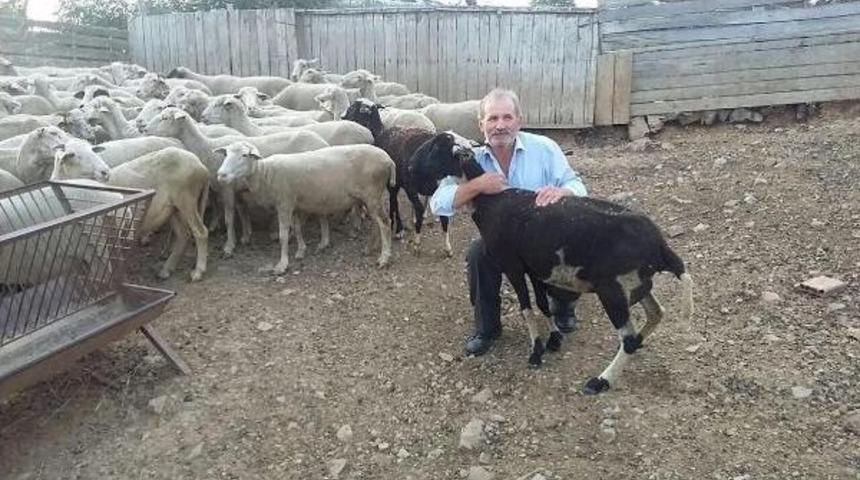 &Ccedil;anakkale'den &Ccedil;alınan Koyunlar Balıkesir'de Bulundu