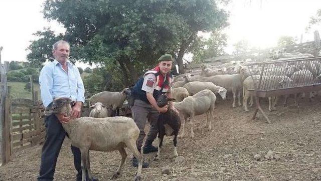Çanakkale den Çalınan Koyunlar Balıkesir de Bulundu 1