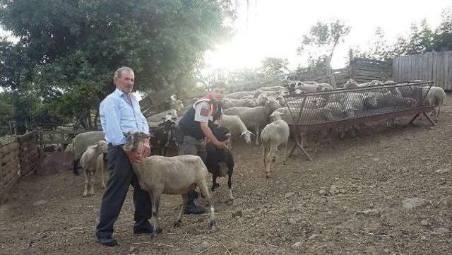 Çanakkale den Çalınan Koyunlar Balıkesir de Bulundu 2