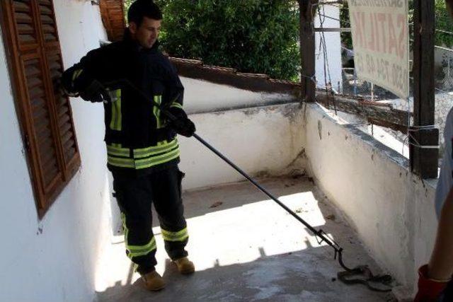 İtfaiyeden Yılan Yakalama Operasyonu 2