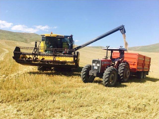 Sungurlu’da Hasat Başladı