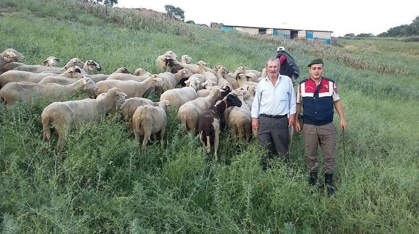 Biga’da Çalınan Hayvanlar Otlatılırken Bulundu