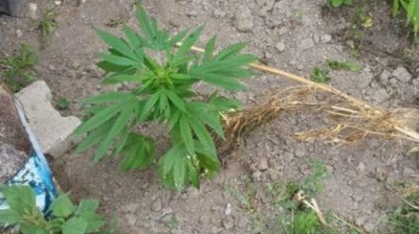 Evin Bah&ccedil;esine Kenevir Eken Şahıs Tutuklandı