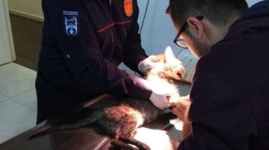 Ankara İtfaiyesinden Yaralı Kediye Yardım Eli