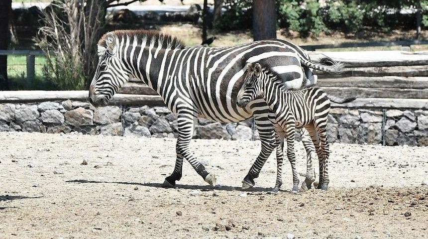 Zeliş&rsquo;e Kuzen Geldi